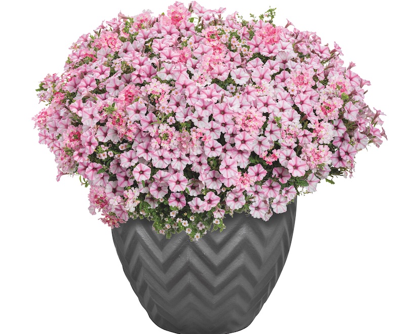 snowstorm-pink-planted-in-chevron-patterned-pot.jpg