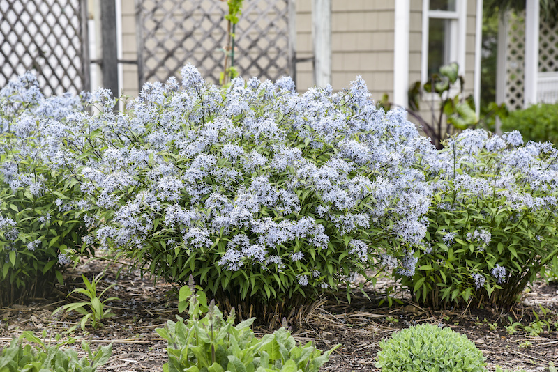 spacing-for-amsonia-storm-cloud-plants.jpg