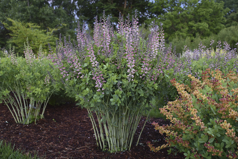 spacing-for-baptisia-pink-truffles.jpg