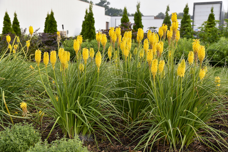 spacing-for-kniphofia-solar-flare.jpg