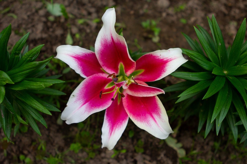 spacing-for-lily-planting.jpg