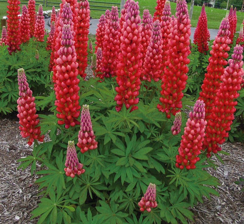 spacing-for-lupine-westcountry-red-rum.jpg