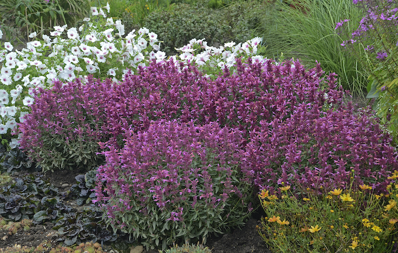 spacing-for-rosie-posie-anise-hyssop.jpg