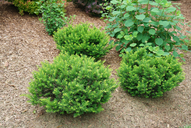 spacing-for-stonehenge-dark-druid-yew-planting.jpg