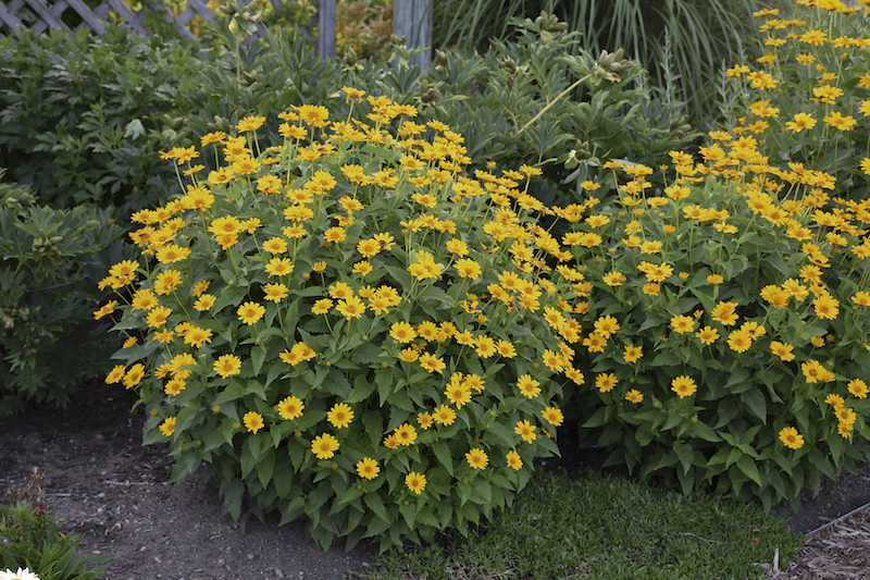 spacing-for-tuscan-sun-sunflowers.jpg