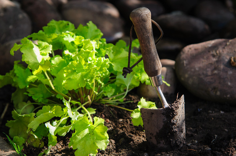 spade-next-to-lime-gren-heuchera.jpg