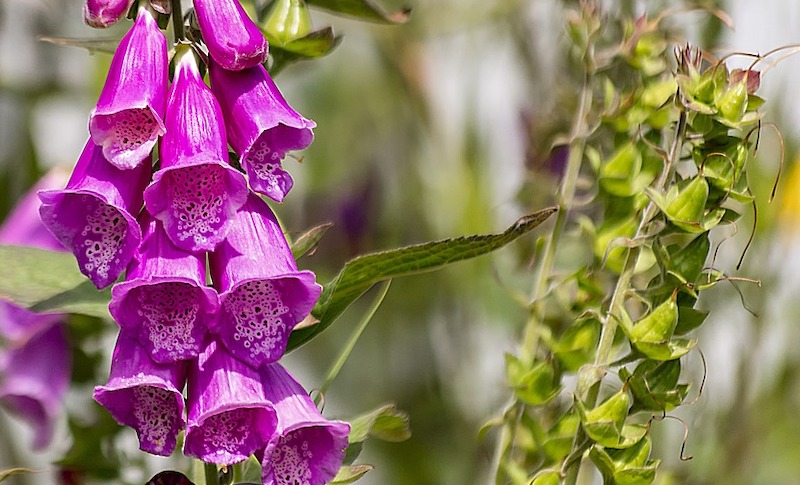 spent-bloom-stalk-next-to-fresh-foxglove-blooms.jpg