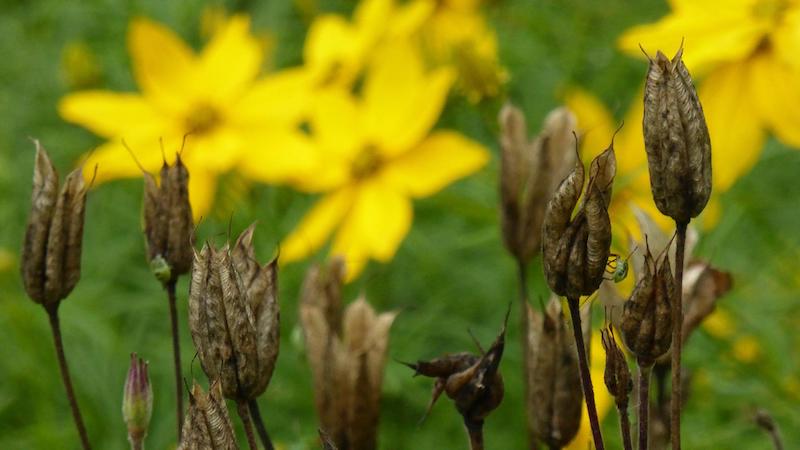 spent-columbine-blooms.jpg