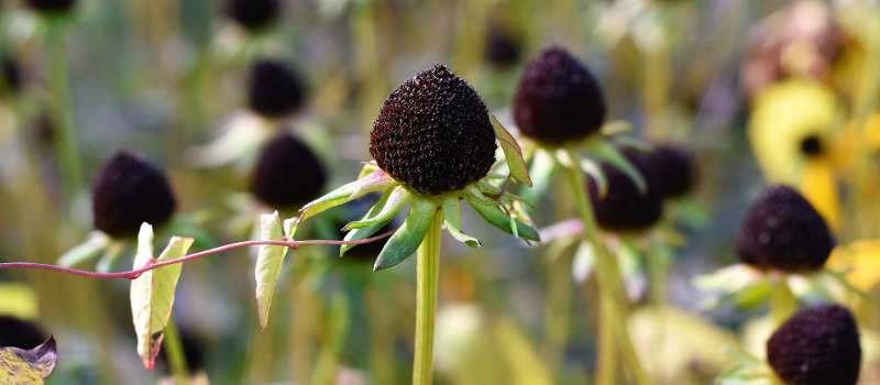 spent-coneflowers-blooms-in-late-fall.jpg