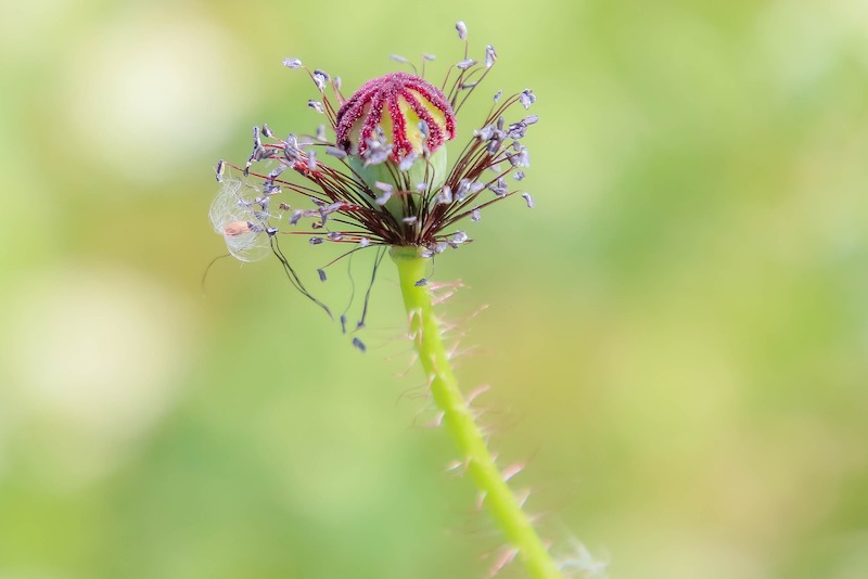 spent-poppy-flower.jpg