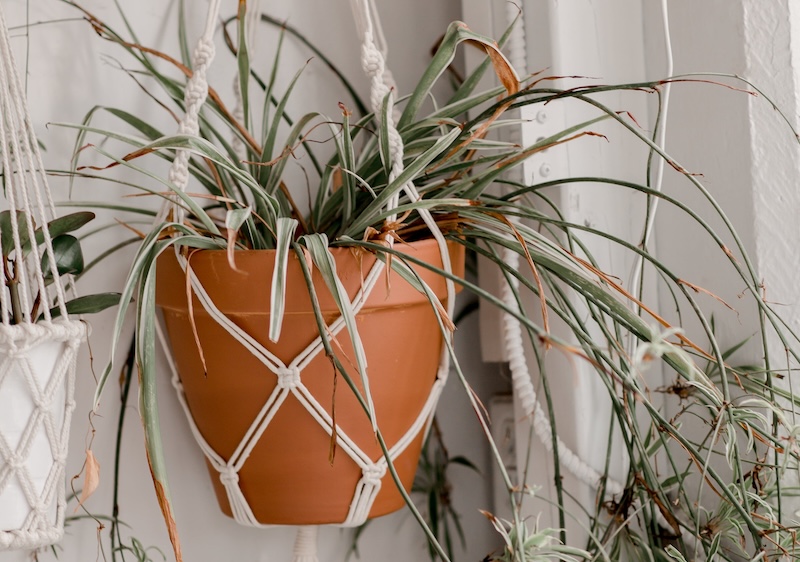 spider-plant-growing-in-a-hanging-planter.jpg