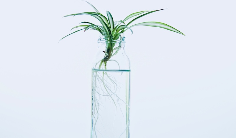 spider-plant-offshoot-rooting-in-water.jpg