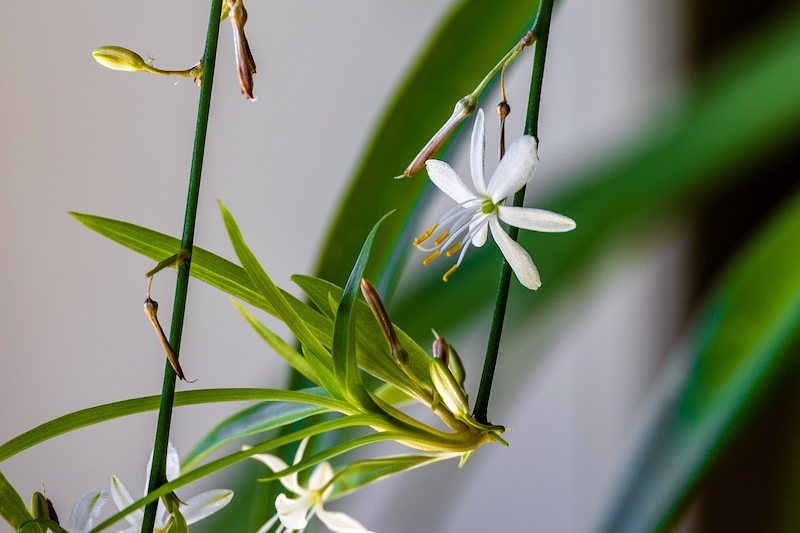 spider-plant-stolon-with-blooms-and-offshoot.jpg