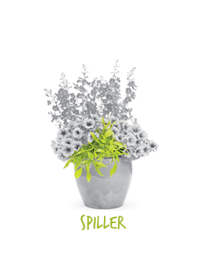 Spiller Plants
