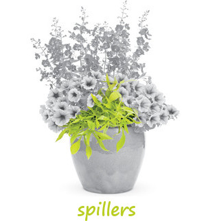 Annual Spiller Plants for Sale