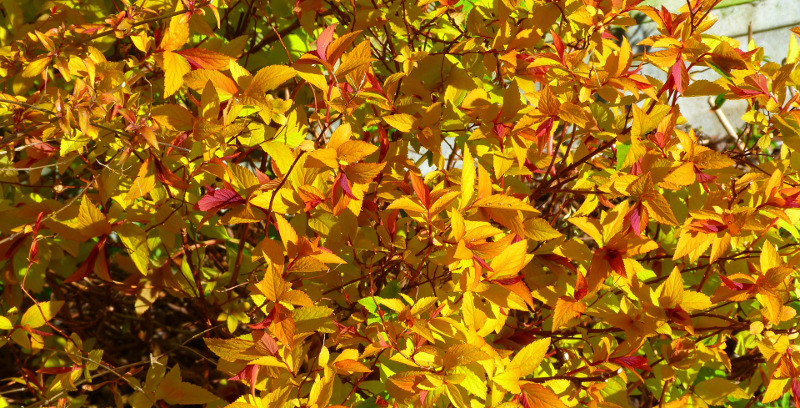 spiraea-with-fall-foliage.jpg