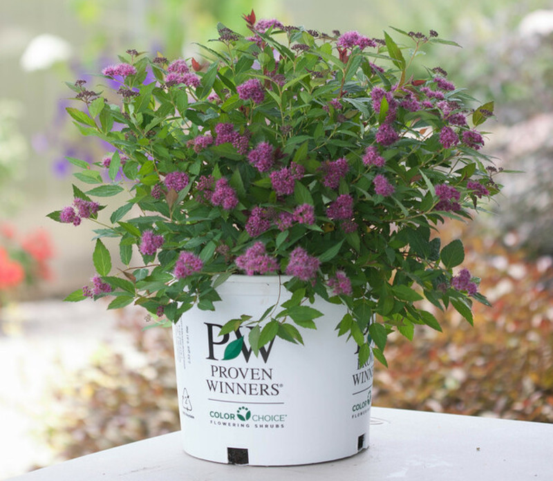 spirea-bush-growing-in-proven-winners-container.jpg