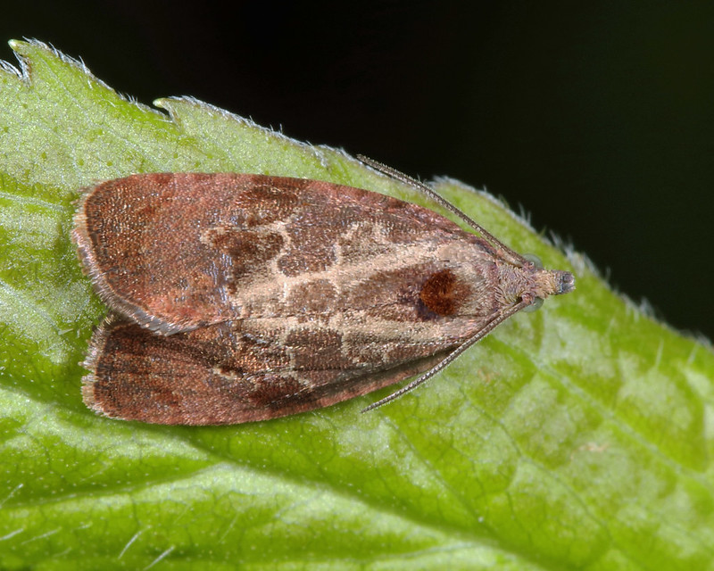 spirea-leafroller-moth-evora-hemidesma-.jpg