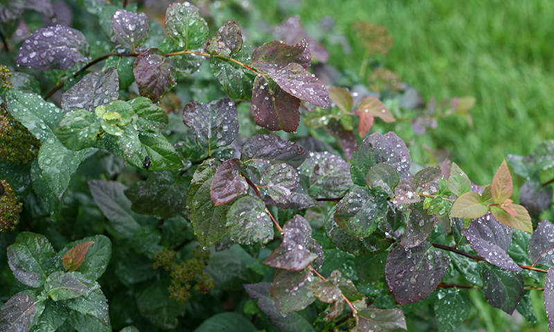 spirea-shrub-recently-watered.jpg