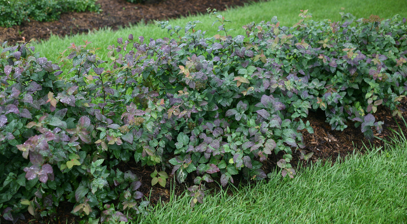 spirea-shrubs-as-a-garden-border.jpg