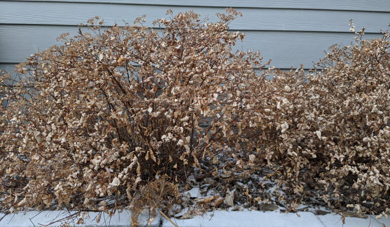 spirea-shrubs-in-the-winter.jpg