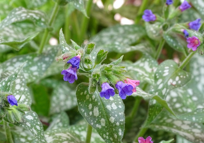 spotted-lungwort-in-bloom.jpg