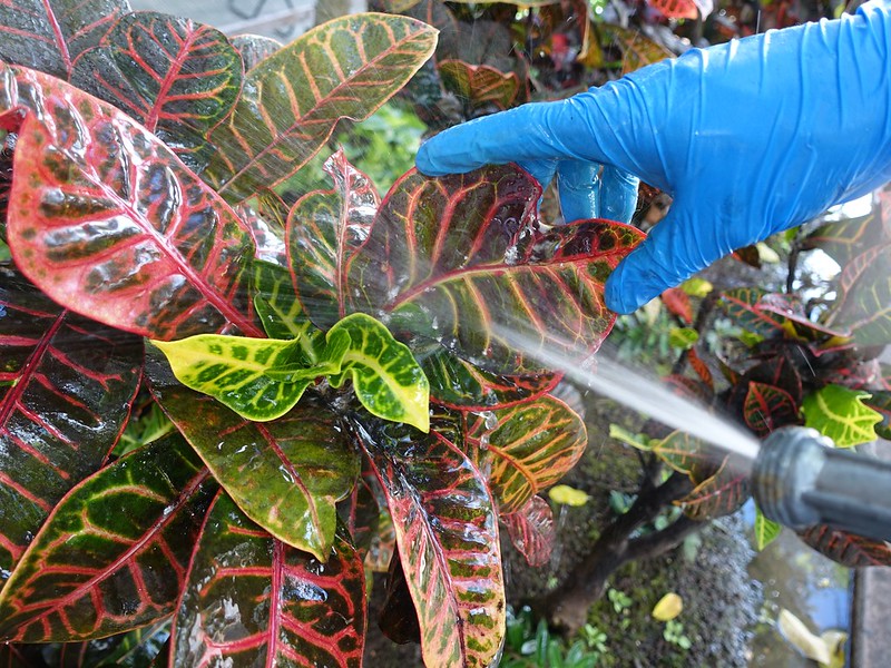 spraying-croton-leaves.jpg