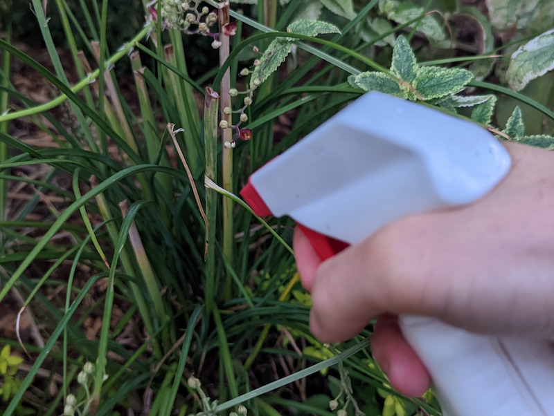 spraying-kniphofia-foliage-with-deer-repellent.jpg