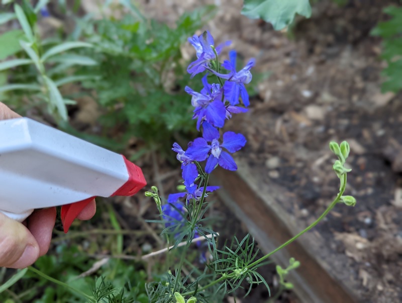 spraying-larkspur-with-deer-repellent.jpg