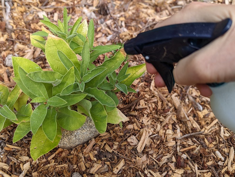 spraying-lobelia-tupa-with-deer-repellent-solution.jpg