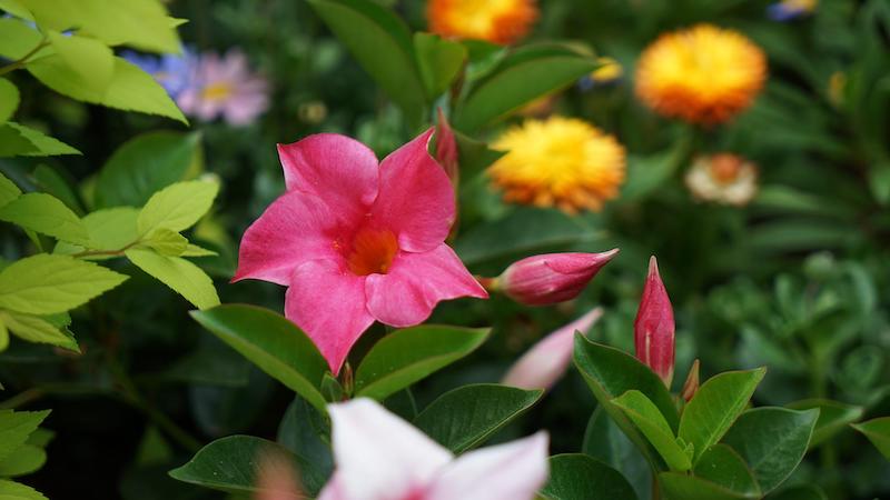 spring-flowers-with-pink-mandevilla.jpg