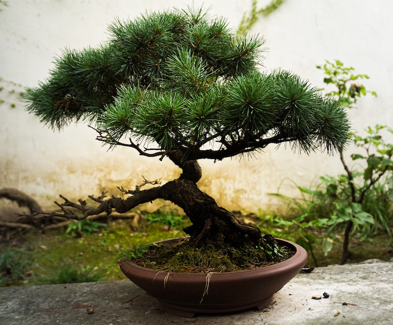 spruce-tree-bonzai.jpg