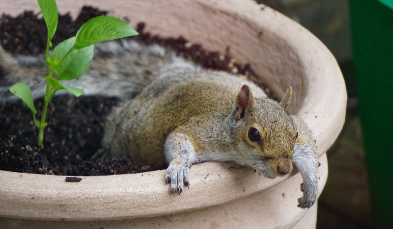 squirrel-in-garden-planter.jpg