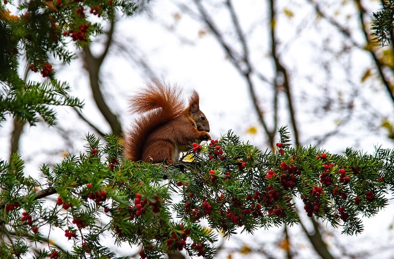 squirrel-on-yew-branch.jpg