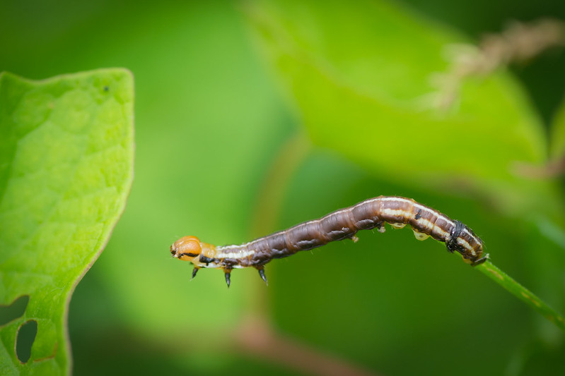 stalk-borer-papaipema-nebris-.jpg