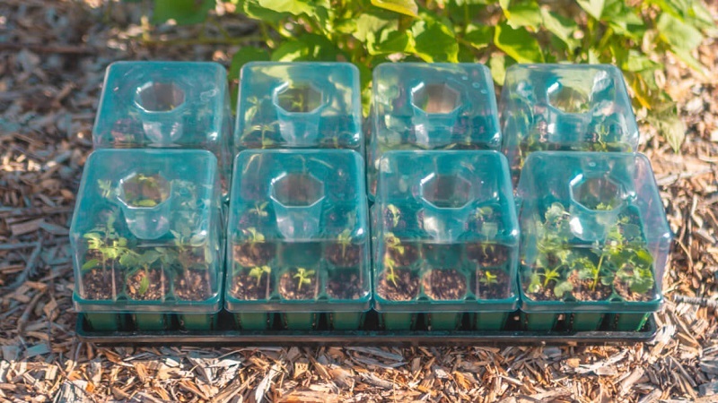 standard-seedling-tray-lids.jpg