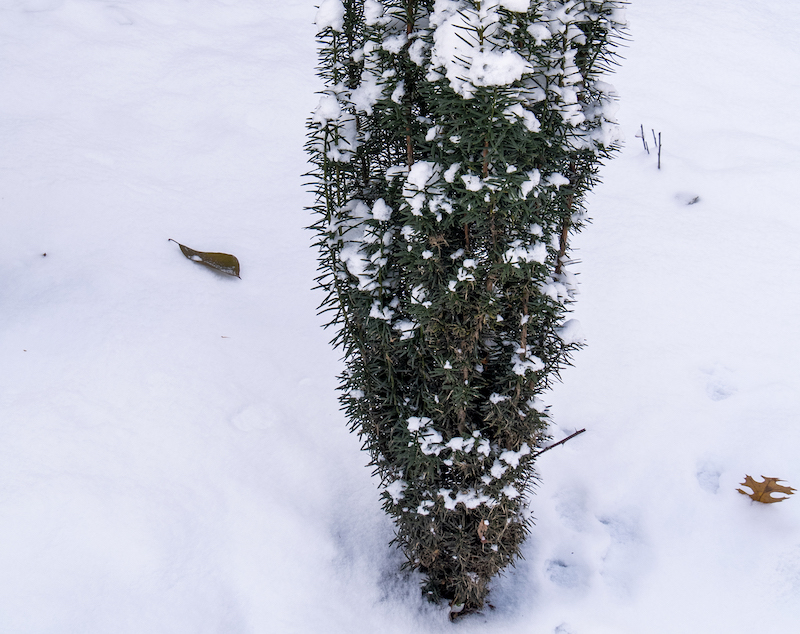 stonehenge-skinny-yew-in-winter.jpg