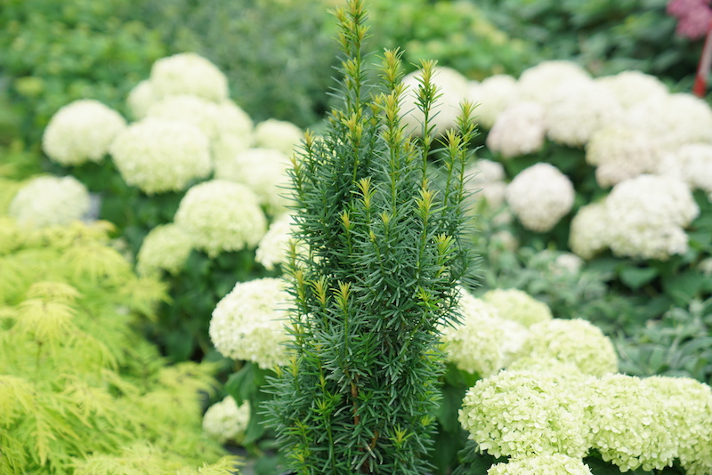 stonehenge-skinny-yew-planted-with-smooth-hydrangea-and-lemony-lace-elderberry.jpg