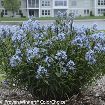 Storm Cloud amsonia with blue blooms
