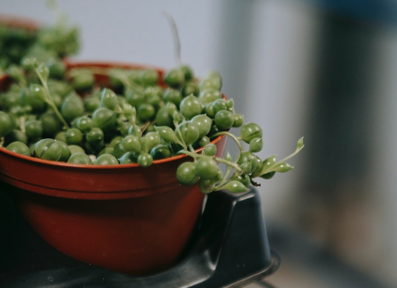 string-of-pearls-in-a-plastic-pot.jpg