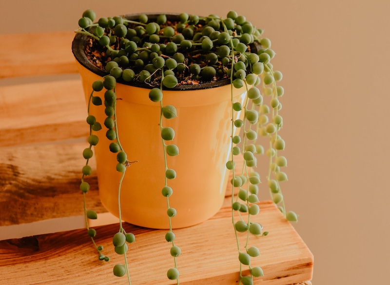 string-of-pearls-in-indirect-sunlight.jpg