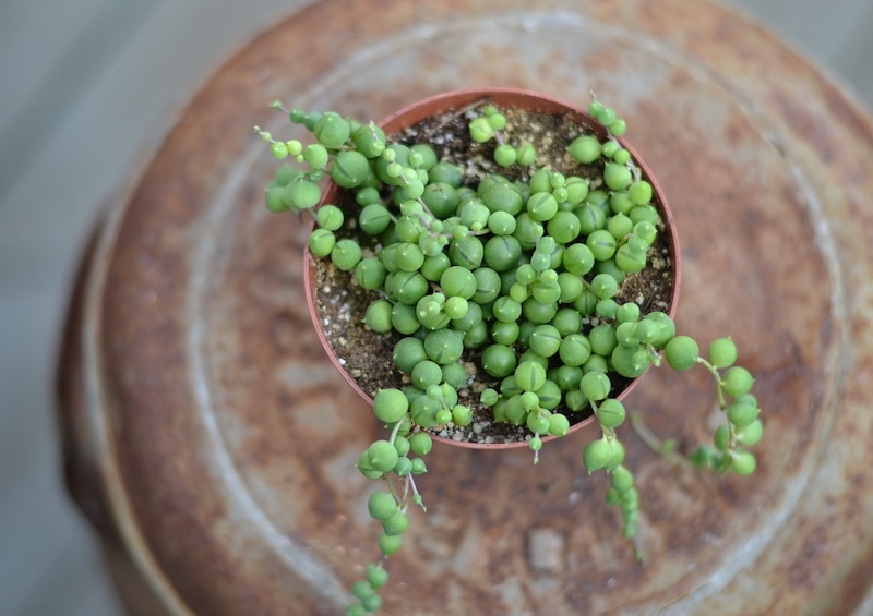 string-of-pearls-senecio-in-a-plastic-pot.jpg