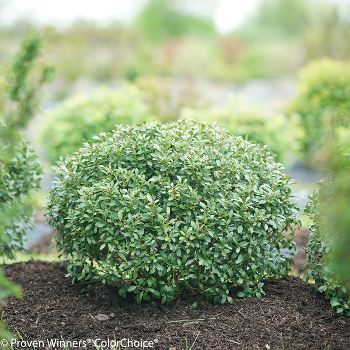Strongbox inkberry holly shrub