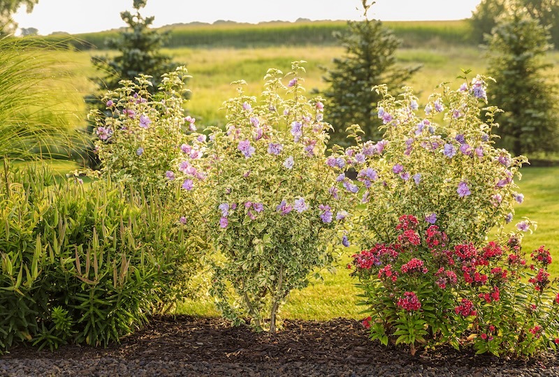 sugar-tip-gold-rose-of-sharon-planting-with-lilies.jpg