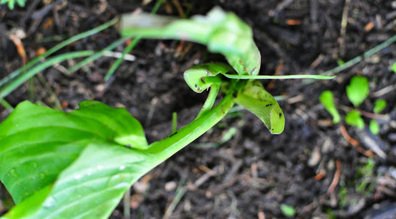 sum-and-substance-hosta-with-damaged-leaves.jpg