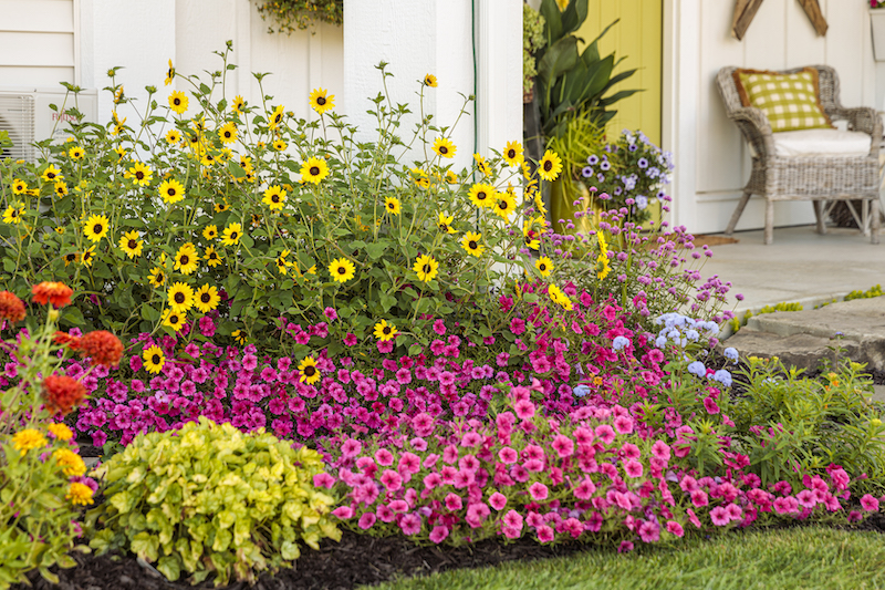 suncredible-yellow-sunflower-planted-with-globe-amaranth-and-petunias.jpg