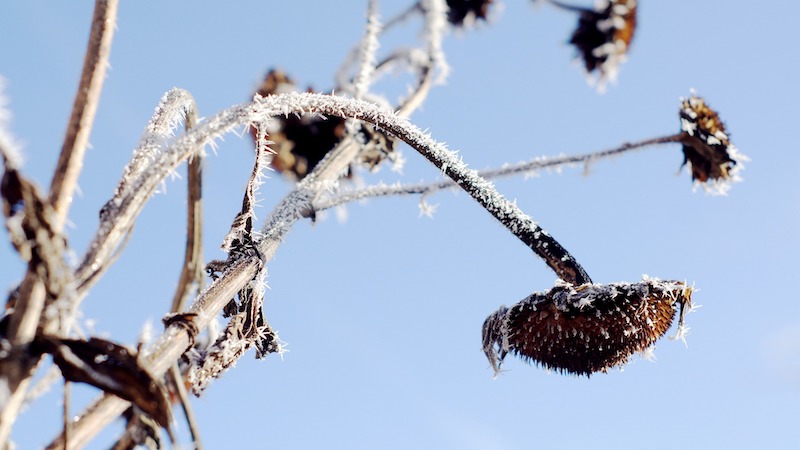 sunflowers-covered-in-frost.jpg