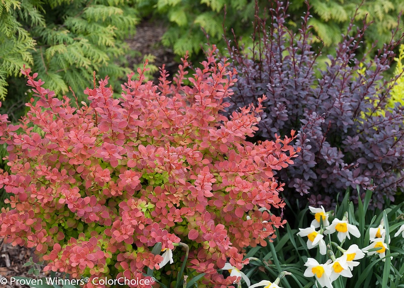 sunjoy-tangelo-and-todo-barberries-planted-with-daffodils-and-arborvitaejpg.jpg