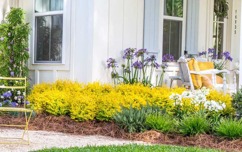 sunshine-ligustrum-used-in-a-foundation-plating-with-agapanthus-and-clematis.jpg