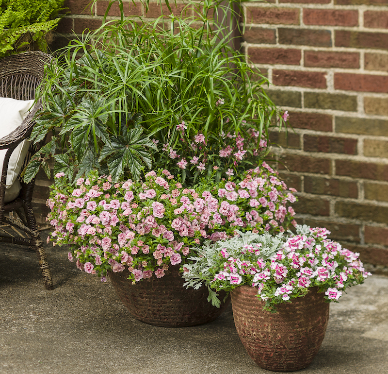 superbena-sparkling-rose-verbena-potted-with-silver-bullet-artemisia-double-calibrachoa-dwarf-egyptian-papyrus-butterfly-flower-and-begonia.jpg